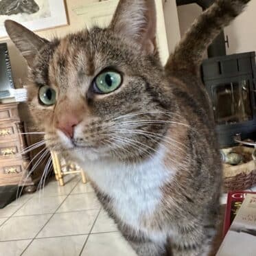 Getigerte Katze mit grünen Augen und weißer Brust schaut neugierig in die Kamera, im Hintergrund ein Wohnzimmer mit Kaminofen