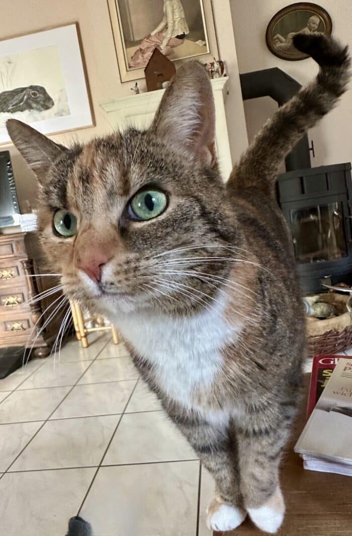 Getigerte Katze mit grünen Augen und weißer Brust schaut neugierig in die Kamera, im Hintergrund ein Wohnzimmer mit Kaminofen
