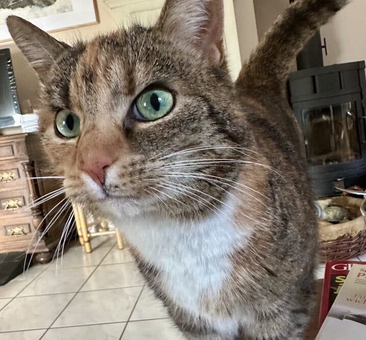 Getigerte Katze mit grünen Augen und weißer Brust schaut neugierig in die Kamera, im Hintergrund ein Wohnzimmer mit Kaminofen
