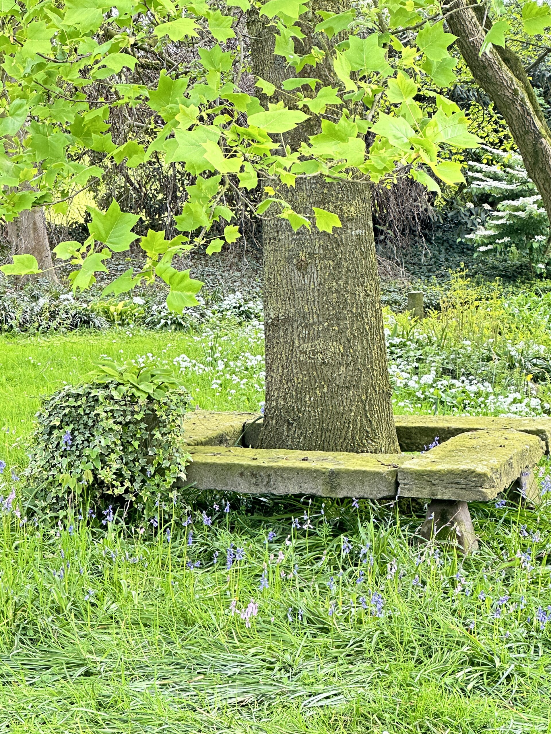 Warum ein Garten glücklich macht: Über Pflanzen, Scheitern, Jahreszeiten und das gute Leben draußen 5 Alte Steinbank um einen Baumstamm, umgeben von Glockenblumen im Frühling