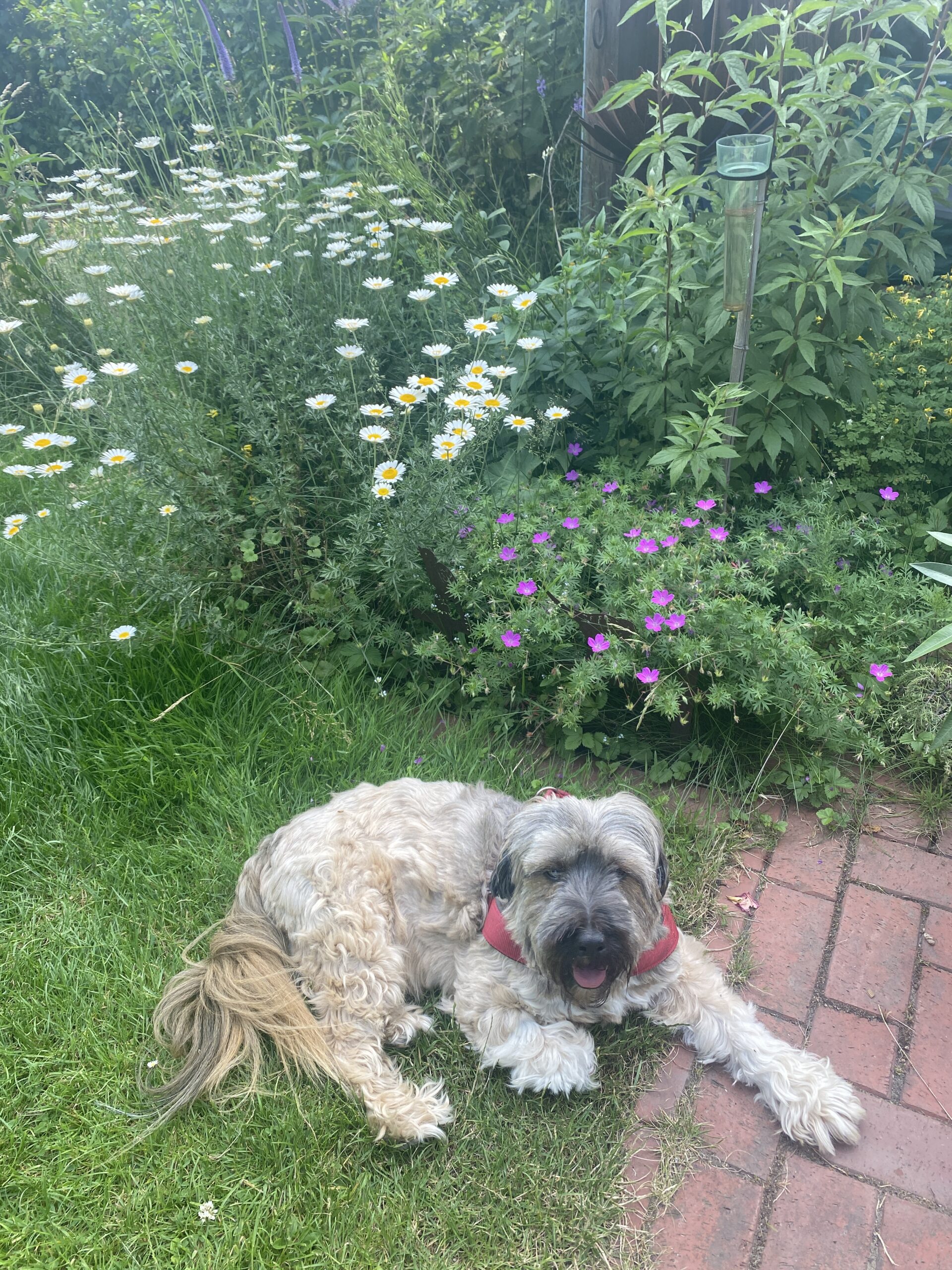Warum ein Garten glücklich macht: Über Pflanzen, Scheitern, Jahreszeiten und das gute Leben draußen 7 Ein Hund liegt entspannt zwischen Margeriten und Storchschnabel im Garten