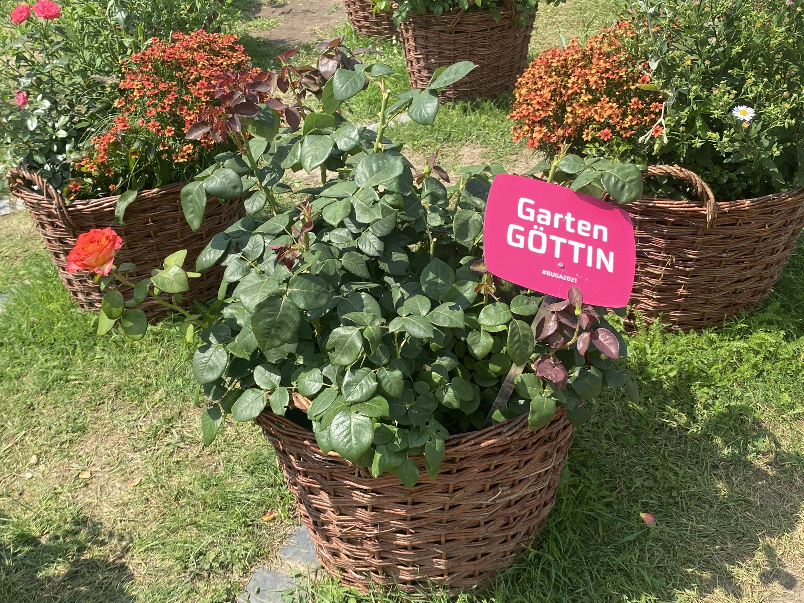 Warum ein Garten glücklich macht: Über Pflanzen, Scheitern, Jahreszeiten und das gute Leben draußen 4 Bunte Blumenkübel mit Rosen und einem pinken Schild „Garten GÖTTIN“ auf einer Gartenschau